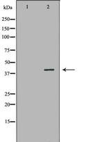 MB67 Antibody in Western Blot (WB)