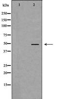 KCNN4 Antibody in Western Blot (WB)