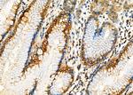 IPO5 Antibody in Immunohistochemistry (Paraffin) (IHC (P))