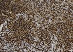 eIF5A Antibody in Immunohistochemistry (Paraffin) (IHC (P))