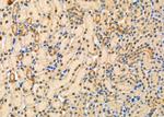 TAF9 Antibody in Immunohistochemistry (Paraffin) (IHC (P))