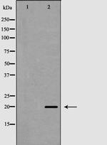 TAF9 Antibody in Western Blot (WB)