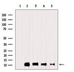 Ubiquitin Antibody in Western Blot (WB)