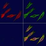 ADH5 Antibody in Immunocytochemistry (ICC/IF)