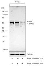 Cdc45L Antibody in Western Blot (WB)