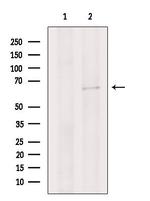 Cdc45L Antibody in Western Blot (WB)