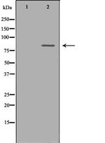 Cyclin T1 Antibody in Western Blot (WB)