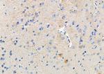 EPHX1 Antibody in Immunohistochemistry (Paraffin) (IHC (P))