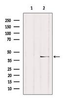 NCF4 Antibody in Western Blot (WB)