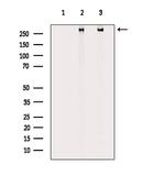 POLR2A Antibody in Western Blot (WB)