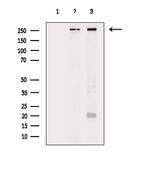 POLR2A Antibody in Western Blot (WB)