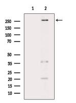 POLR2A Antibody in Western Blot (WB)