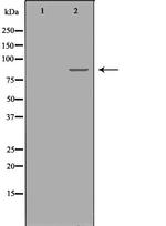 PKC epsilon Antibody in Western Blot (WB)