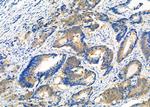 Sorbitol Dehydrogenase Antibody in Immunohistochemistry (Paraffin) (IHC (P))