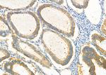 Sorbitol Dehydrogenase Antibody in Immunohistochemistry (Paraffin) (IHC (P))