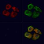 Thrombospondin 1 Antibody in Immunocytochemistry (ICC/IF)