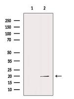 REG3G Antibody in Western Blot (WB)