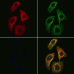 SPINLW1 Antibody in Immunocytochemistry (ICC/IF)