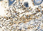 PP1 alpha Antibody in Immunohistochemistry (Paraffin) (IHC (P))