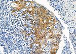 PP1 alpha Antibody in Immunohistochemistry (Paraffin) (IHC (P))