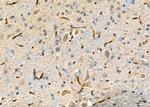 MRP4 Antibody in Immunohistochemistry (Paraffin) (IHC (P))