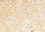 MRP4 Antibody in Immunohistochemistry (Paraffin) (IHC (P))