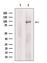 MRP4 Antibody in Western Blot (WB)