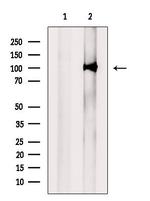 UHRF2 Antibody in Western Blot (WB)