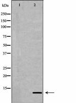 H4K20me1 Antibody in Western Blot (WB)