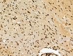 H4K20me1 Antibody in Immunohistochemistry (Paraffin) (IHC (P))