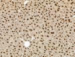 H4K20me1 Antibody in Immunohistochemistry (Paraffin) (IHC (P))