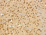 H4K20me1 Antibody in Immunohistochemistry (Paraffin) (IHC (P))