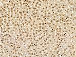 H4K20me1 Antibody in Immunohistochemistry (Paraffin) (IHC (P))