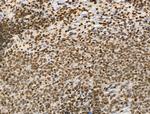 H4K20me1 Antibody in Immunohistochemistry (Paraffin) (IHC (P))