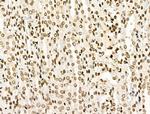 H4K20me1 Antibody in Immunohistochemistry (Paraffin) (IHC (P))