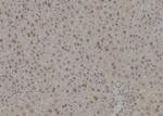 POLR2L Antibody in Immunohistochemistry (Paraffin) (IHC (P))