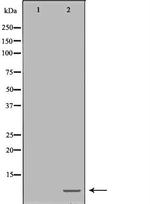 POLR2L Antibody in Western Blot (WB)