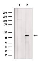 GNAO1 Antibody in Western Blot (WB)