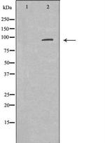 AXIN2 Antibody in Western Blot (WB)