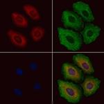 HNMT Antibody in Immunocytochemistry (ICC/IF)