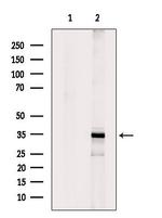 HNMT Antibody in Western Blot (WB)