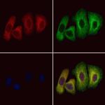 PRG2 Antibody in Immunocytochemistry (ICC/IF)