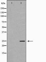 PRG2 Antibody in Western Blot (WB)