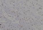 SKP1 Antibody in Immunohistochemistry (Paraffin) (IHC (P))