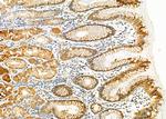 BTC Antibody in Immunohistochemistry (Paraffin) (IHC (P))