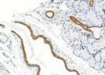 BTC Antibody in Immunohistochemistry (Paraffin) (IHC (P))