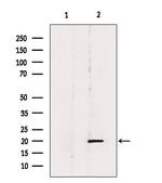 BTC Antibody in Western Blot (WB)