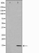 CCL28 Antibody in Western Blot (WB)