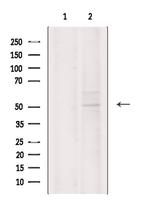 CNTFR Antibody in Western Blot (WB)