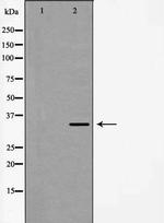 Fra2 Antibody in Western Blot (WB)